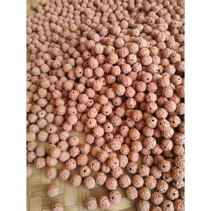 Jenitri Sudah dilubangi 1Kg 2200biji Manik Gelang Genitri Kiloan Rudraksha