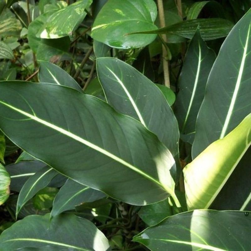 Dieffenbachia Green Magic 'Neon' / Tanaman Hias Dieffenbachia - Blanceng Neon