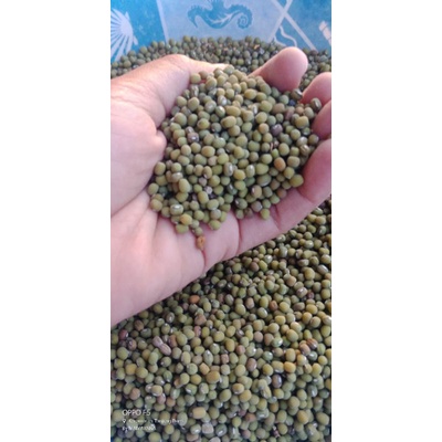 

KACANG HIJAU ORIGINAL