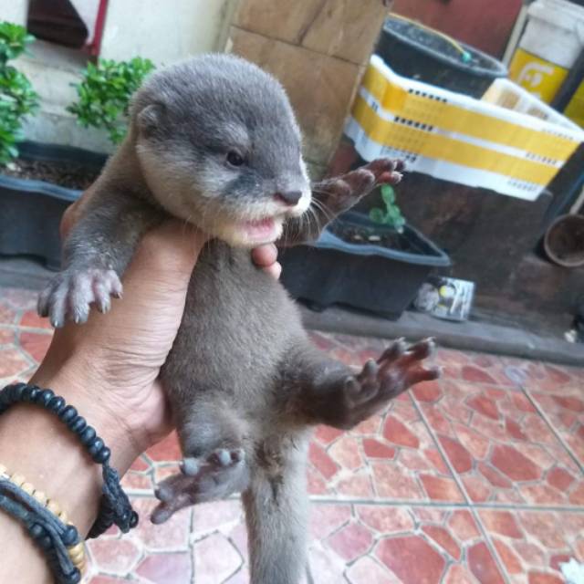 Otter Berang Berang Pets Hewan Peliharaan Shopee Indonesia