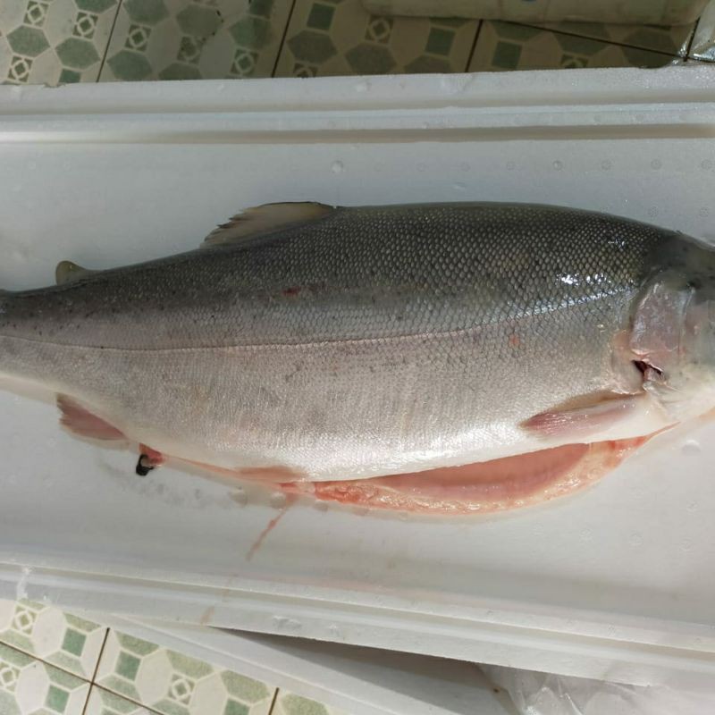 IKAN SALMON FRESH UTUH KHUSUS SASHIMI