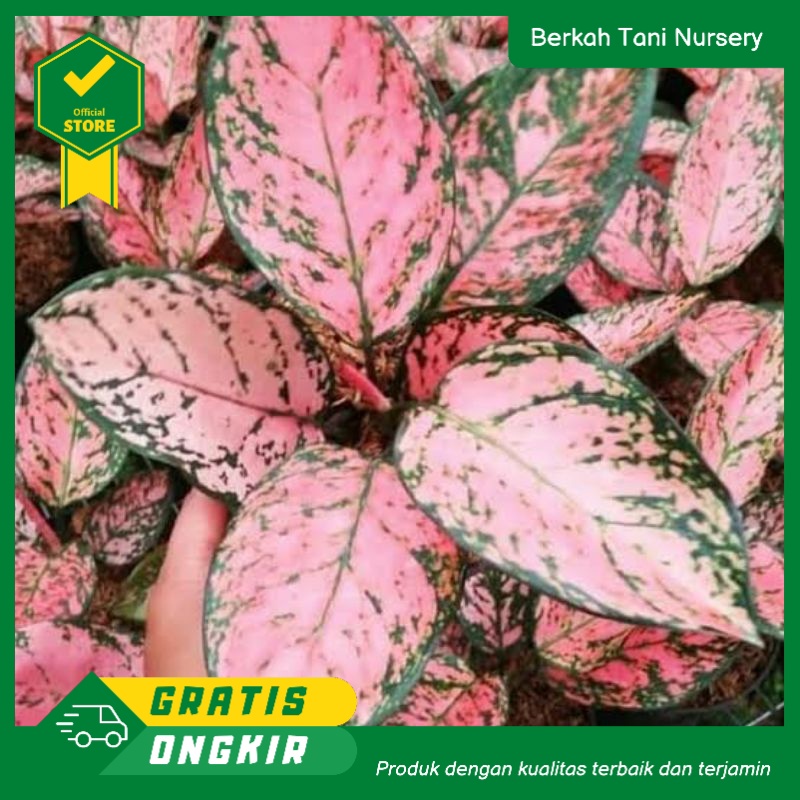 Jual Aglonema lady valentine remaja murah