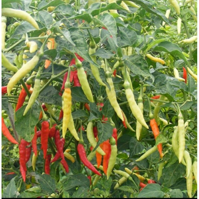 

50++ BENIH CABE/LOMBOk RAWET SUPER F 1