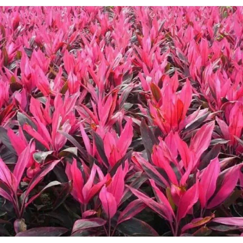 

[Fresh] BIBIT STEK TANAMAN HANJUANG MERAH 1KG ATAU ANDONG MERAH
