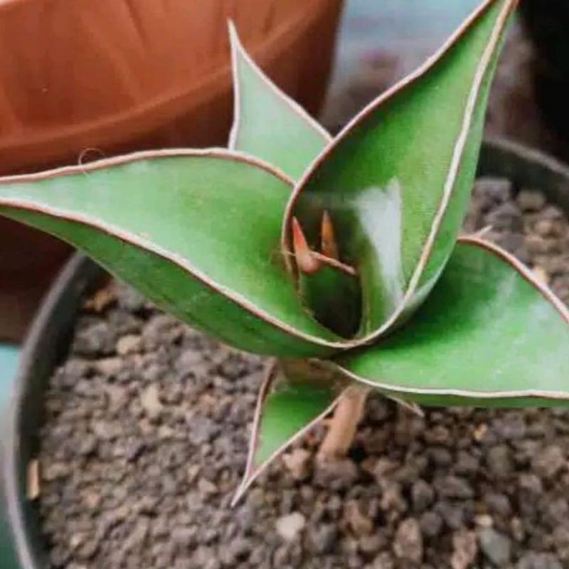 sensivera pinguiculata mini