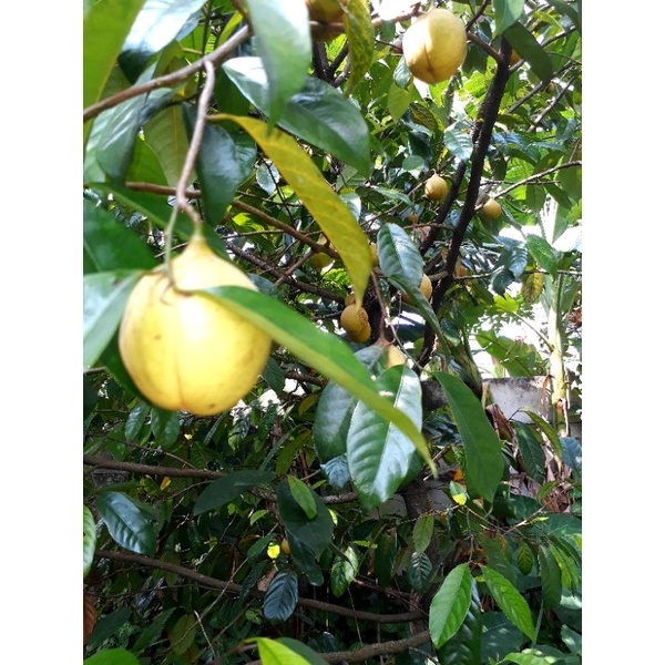 

BUAH PALA SEGAR 500gram