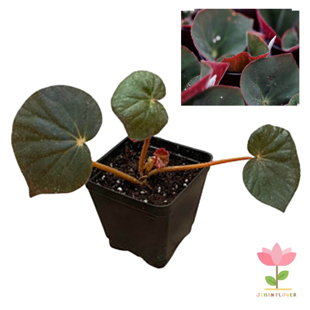 TANAMAN HIAS BEGONIA ACETOSA
