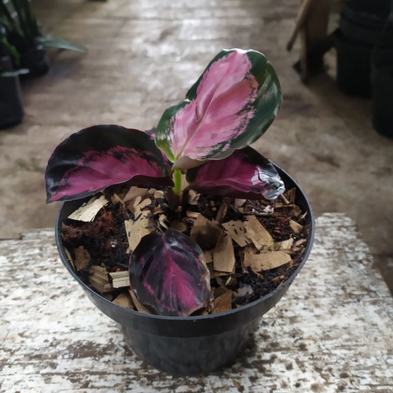 Calathea Roseopicta Crimson | kalatea roseopicta Crimson
