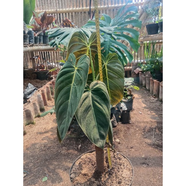 philodendron melanochrysum