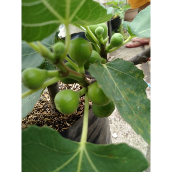 pohon tin sudah berbuah