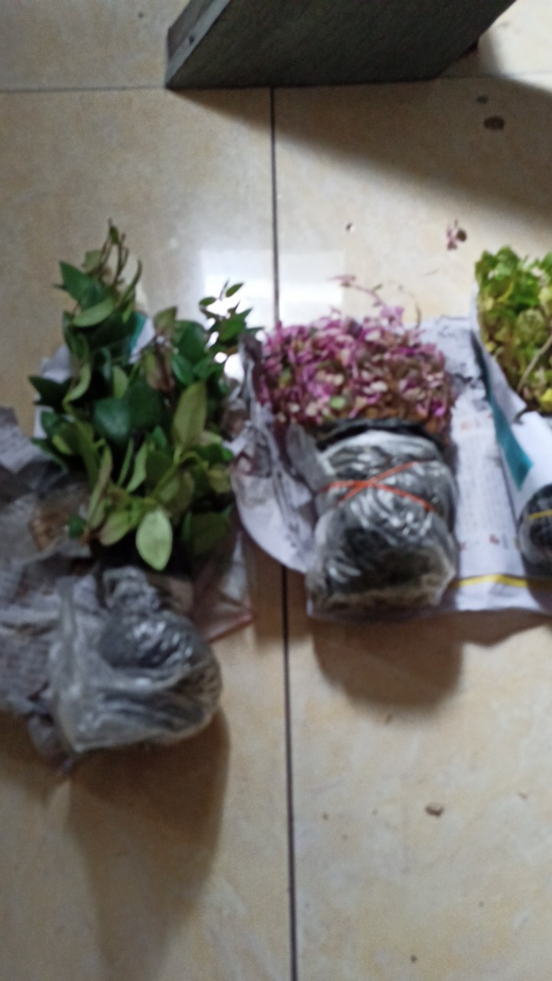 Tanaman Hias Bunga Melati Jepang