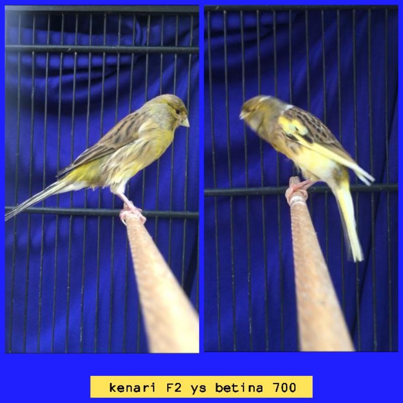 Burung kenari F2 ys betina dewasa siap ternak