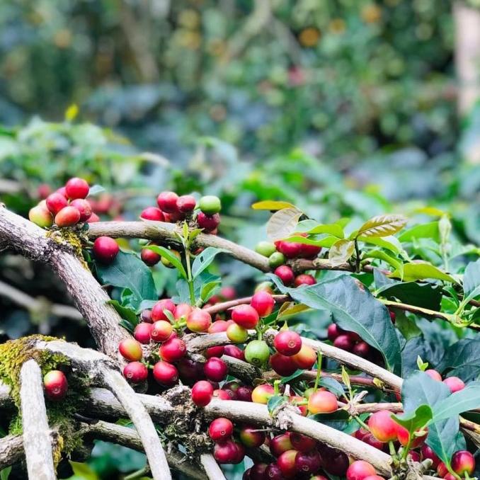 

Kopi biji (Green Bean)1000 gr Arabika Kintamani fullywash