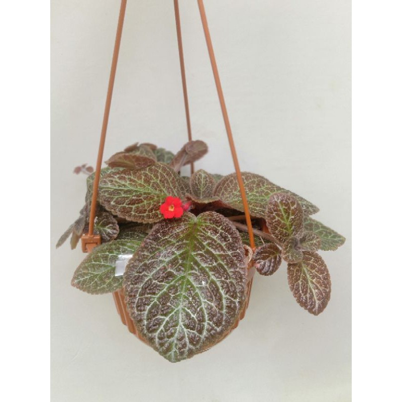 episcia karlyn