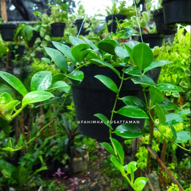 Tanaman Pot Gantung Peperonia Hijau