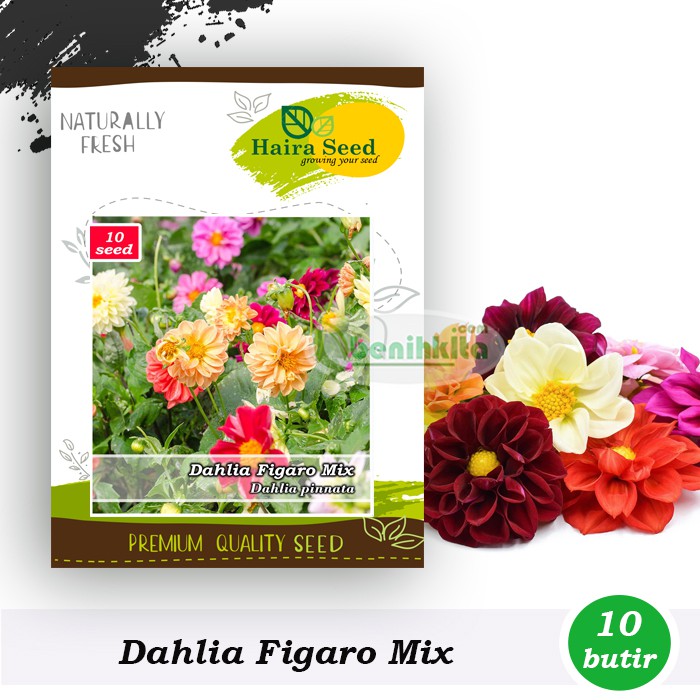 Benih Bibit Bunga  Dahlia  Figaro Mix Haira Seed Shopee  