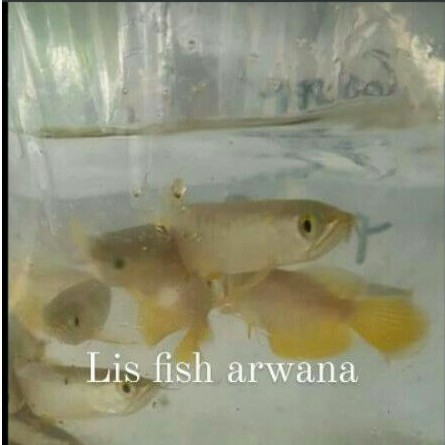 baby ikan arwana golden red