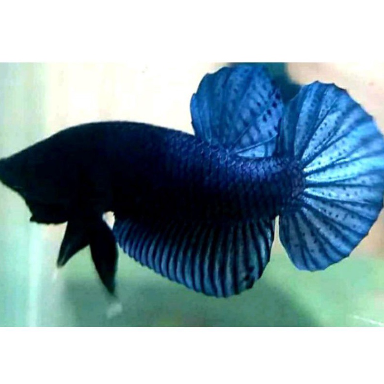 cupang Bagan cupang aduan super galak