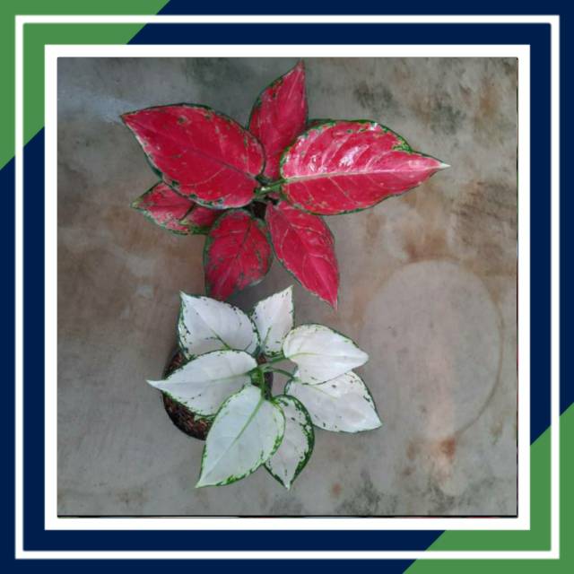 [BISA COD] SUPER WHITE & RED ANJAMANI (Aglonema Red anja Aglonema Super White)