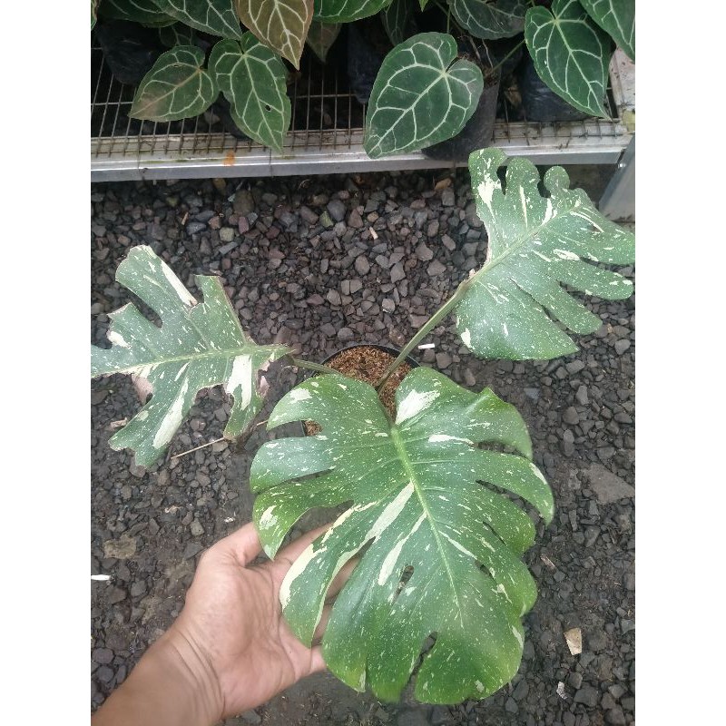 Tanaman Monstera Thailand Shopee Indonesia