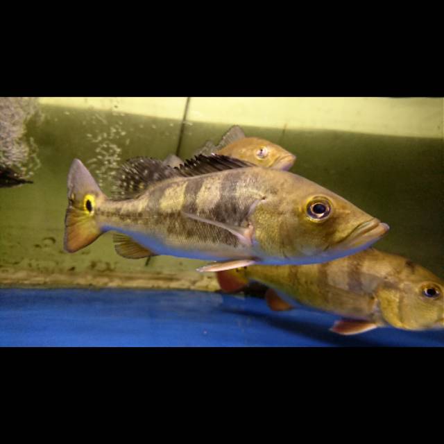 Ikan Pbass Mono 20cm Peacock Bass / Ikan Predator Hias