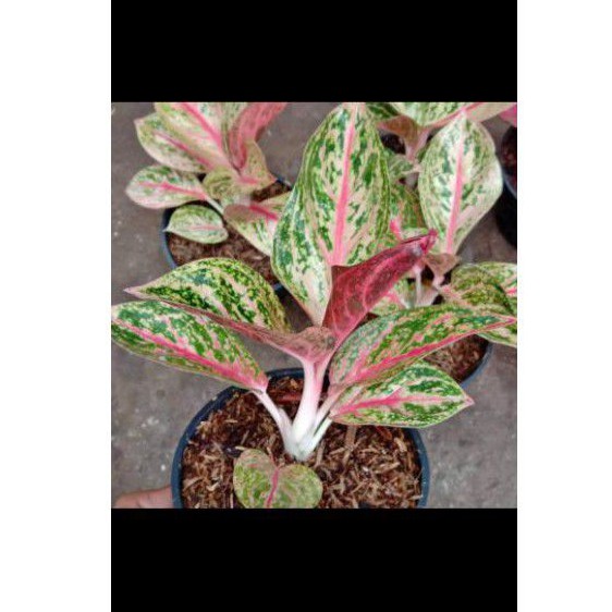 Bibit Aglonema Widuri Tulang Merah