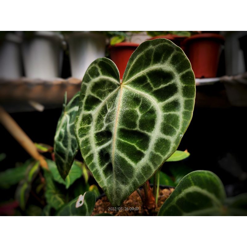 Anthurium Queen of Clarinervium ORIGINAL
