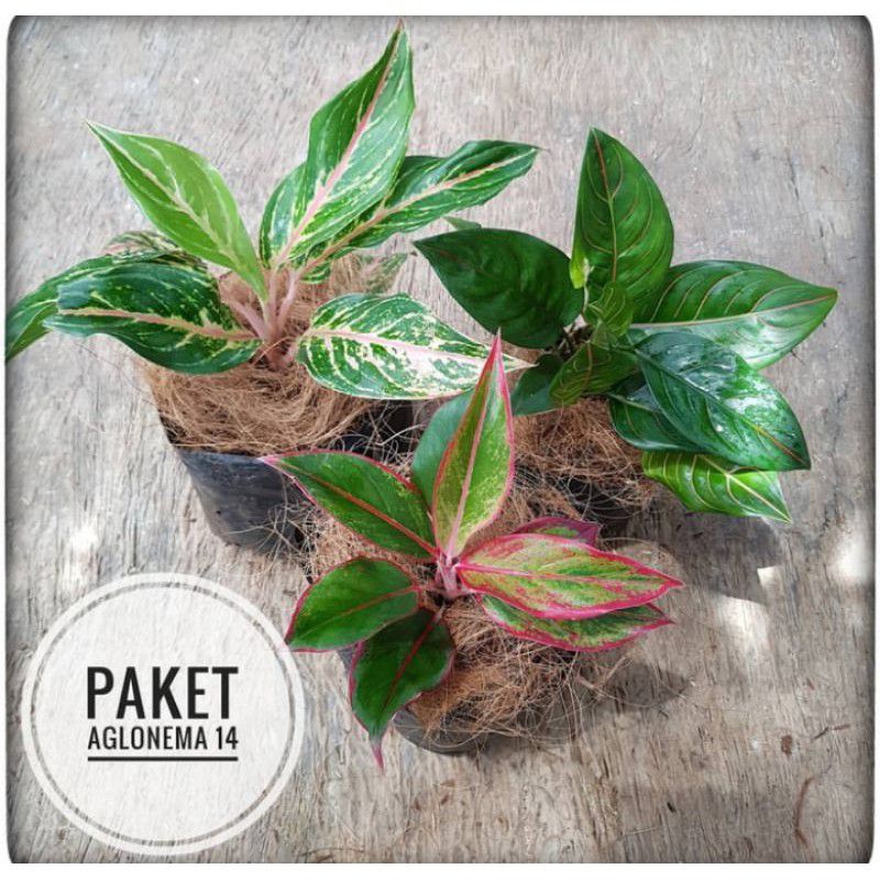 (PAKET AGLONEMA) TANAMAN Aglonema Murah // Aglaonema Murah Meriah Remaja