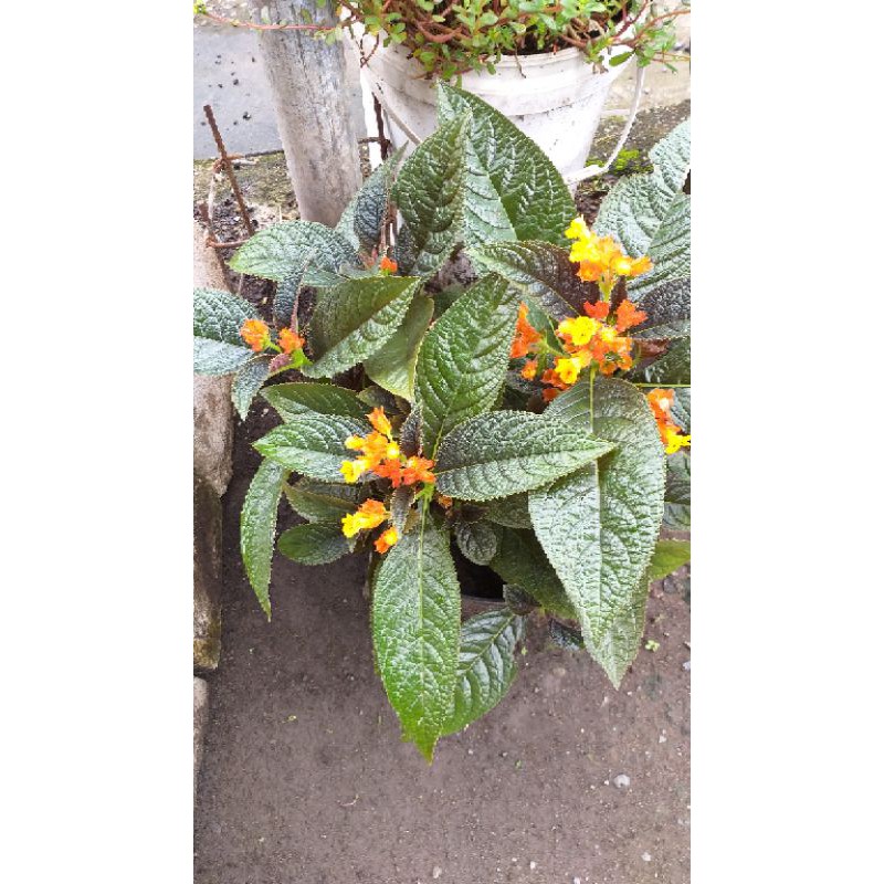 Bunga_Begonia_orange