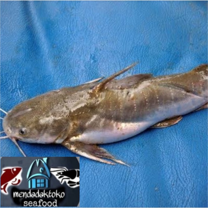

ikan manyung segar | seafood | ikan laut segar