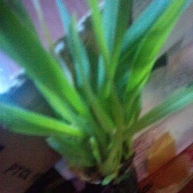 Anggrek Oncidium Golden Shower Orchid