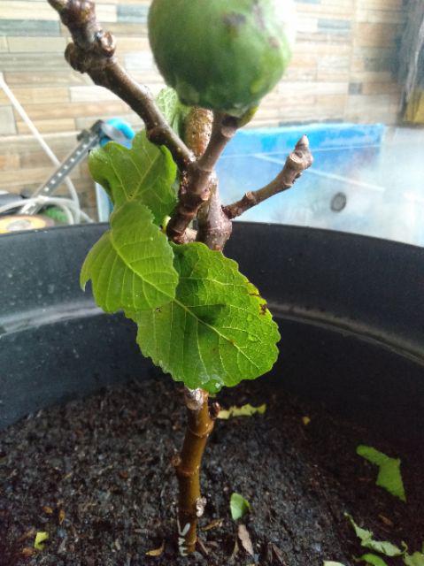 Bibit Buah Tin Verte Fc