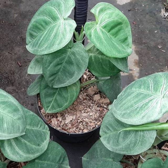 syngonium frosted heart