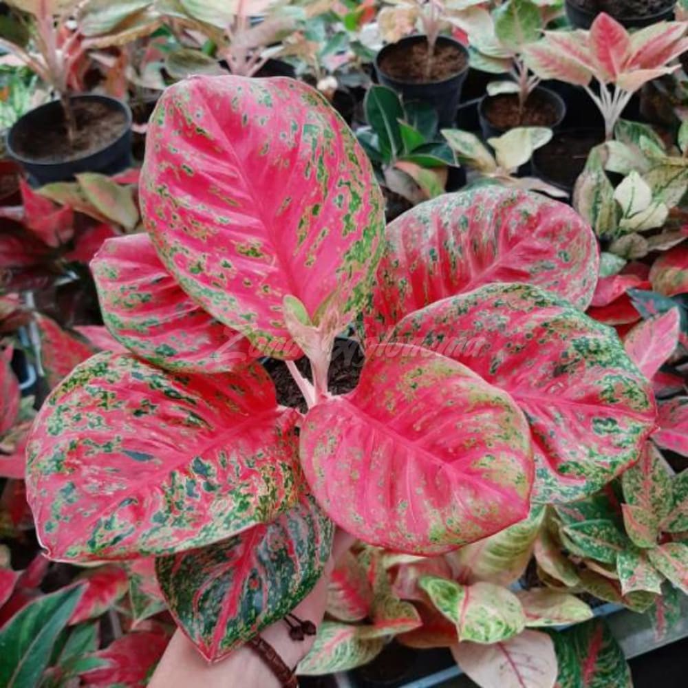 COD WULANDARI BESAR 8 DAUN THAILAND ZONA AGLONEMA(TANAMAN HIAS INDOR OUTDOR)