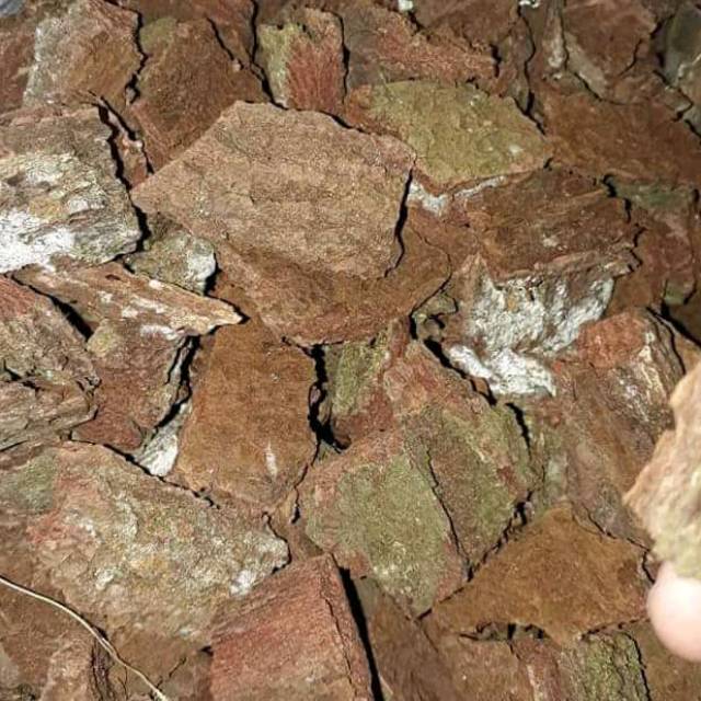 cacah kulit pinus media tanaman anggrek