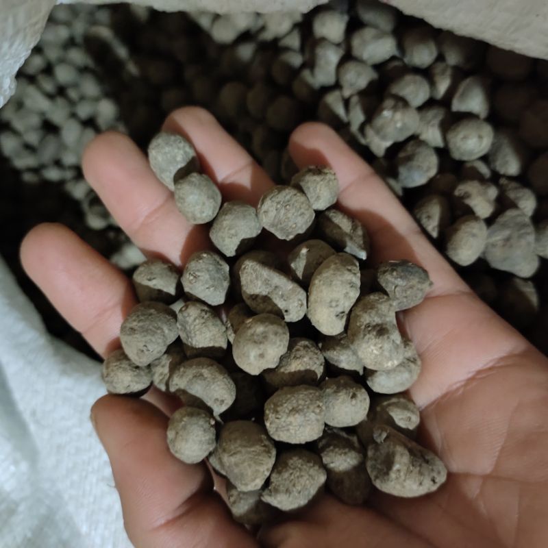 Benih katak Porang untuk bibit polybag berkualitas super asli dari MADIUN