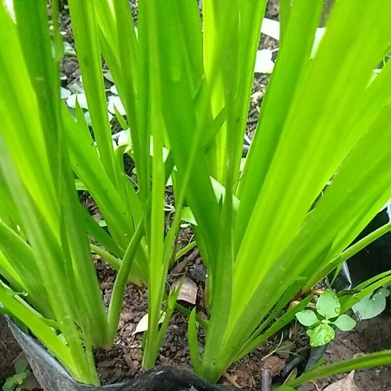 tanaman air jaringan/Dlingo/murah