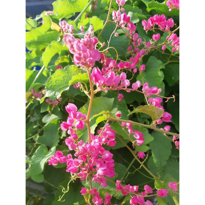 Biji tanaman Rambat AMP/Air Mata Pengantin Bunga Putih - biji Bunga Air Mata Pengantin Untuk Pagar