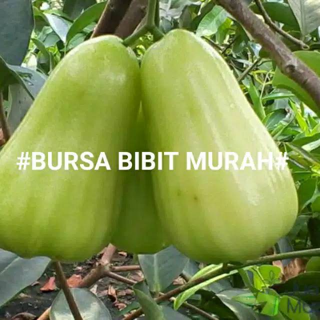 Harga bibit tanaman 1 paket Terbaru Jan 2026 | BigGo Indonesia