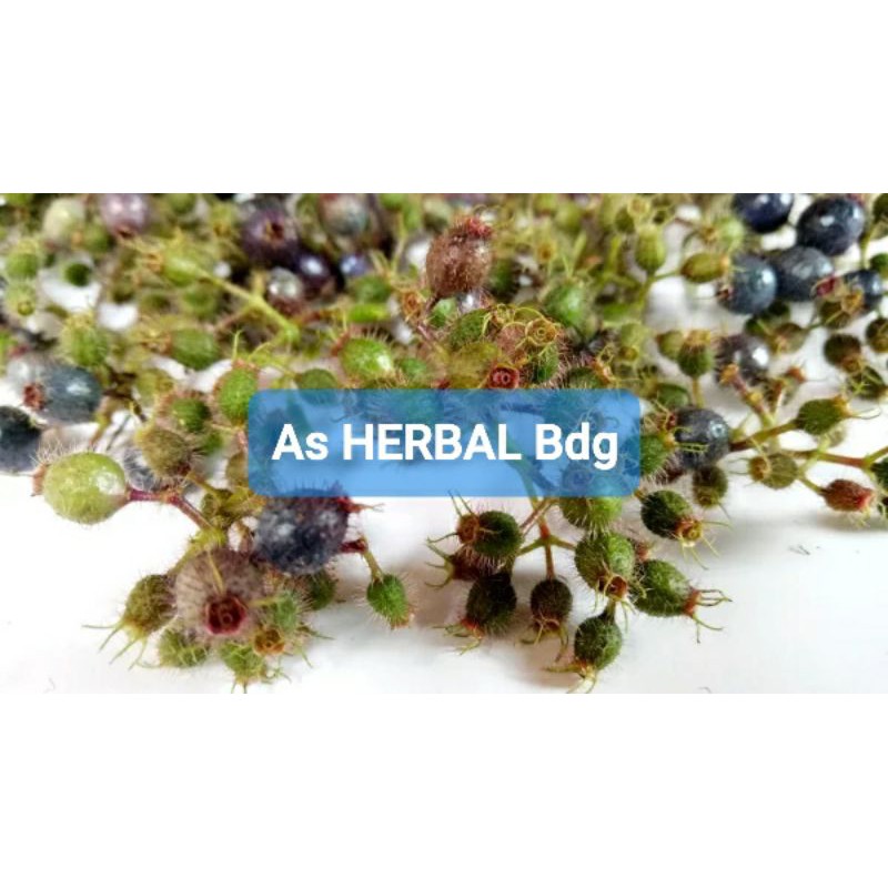 

Buah Harendong Bulu Senduduk Senggani Clidemia Hirta Segar langsung Petik 150 gram