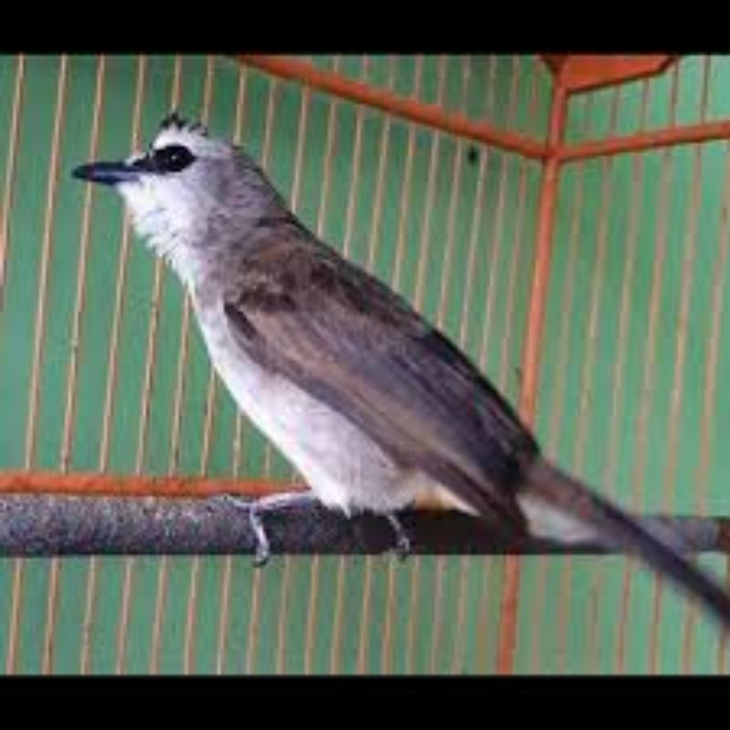 Trucukan makan voer rawatan