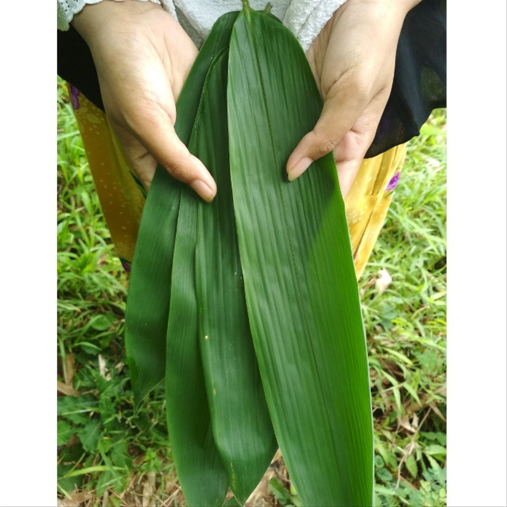 

ALAMI - Paket 200lembar, Daun Bambu Segar Untuk Bungkus Bacang Dan Herbal