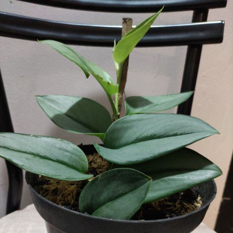 Scindapsus Moonlight