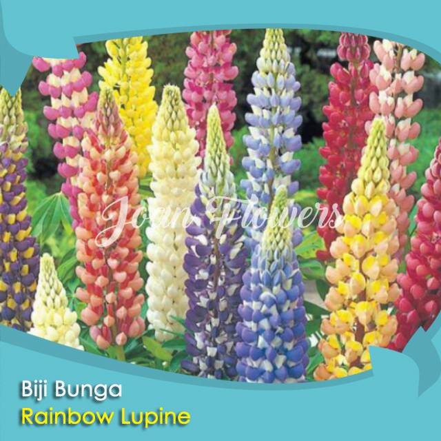 Bibit Tanaman Bunga Rainbow Lupine Benih Bibit Tanaman Hias Untuk Dekorasi Rumah