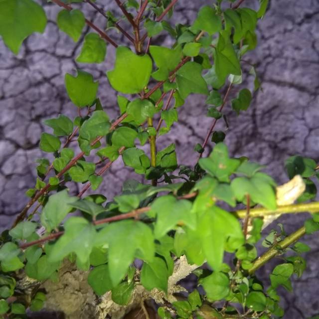 Jual Bonsai Wareng Bintang Indonesia Shopee Indonesia