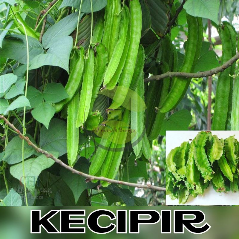 Benih Sayuran Unggul Ratusan Benih Sayur Benih Bibit Sayuran-Kecipir