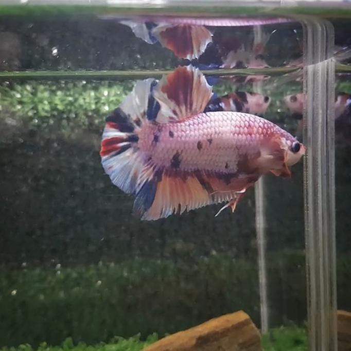 Terlaris Ikan Cupang Jantan / Male Giant Bo 5.5