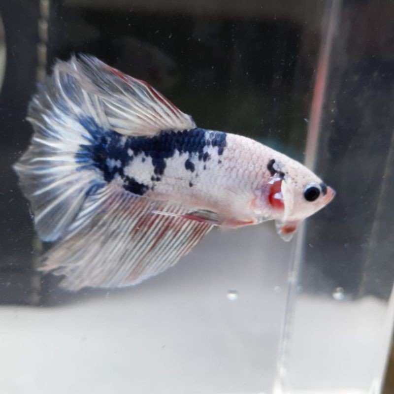 ikan cupang Halfmoon blue panda