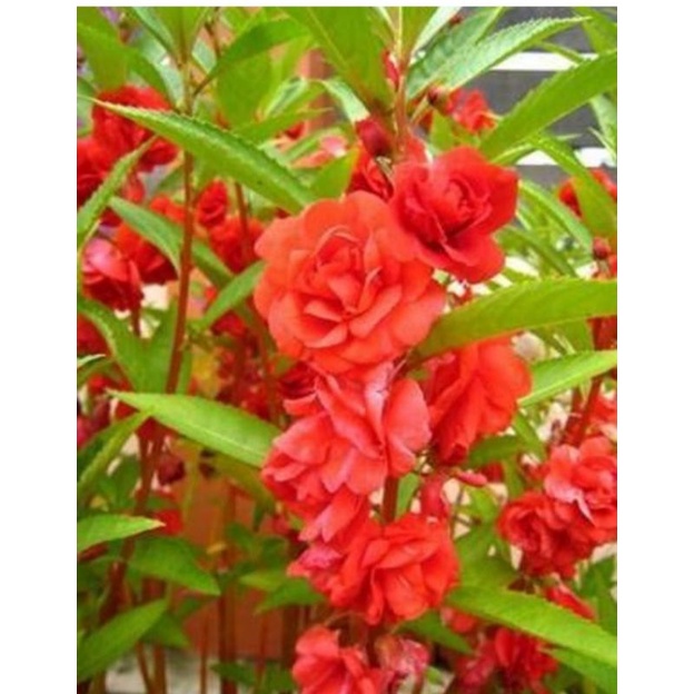 tanaman pacar air tumpuk