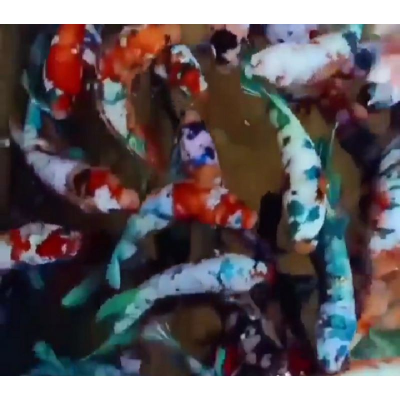 ikan cupang koi galaxy